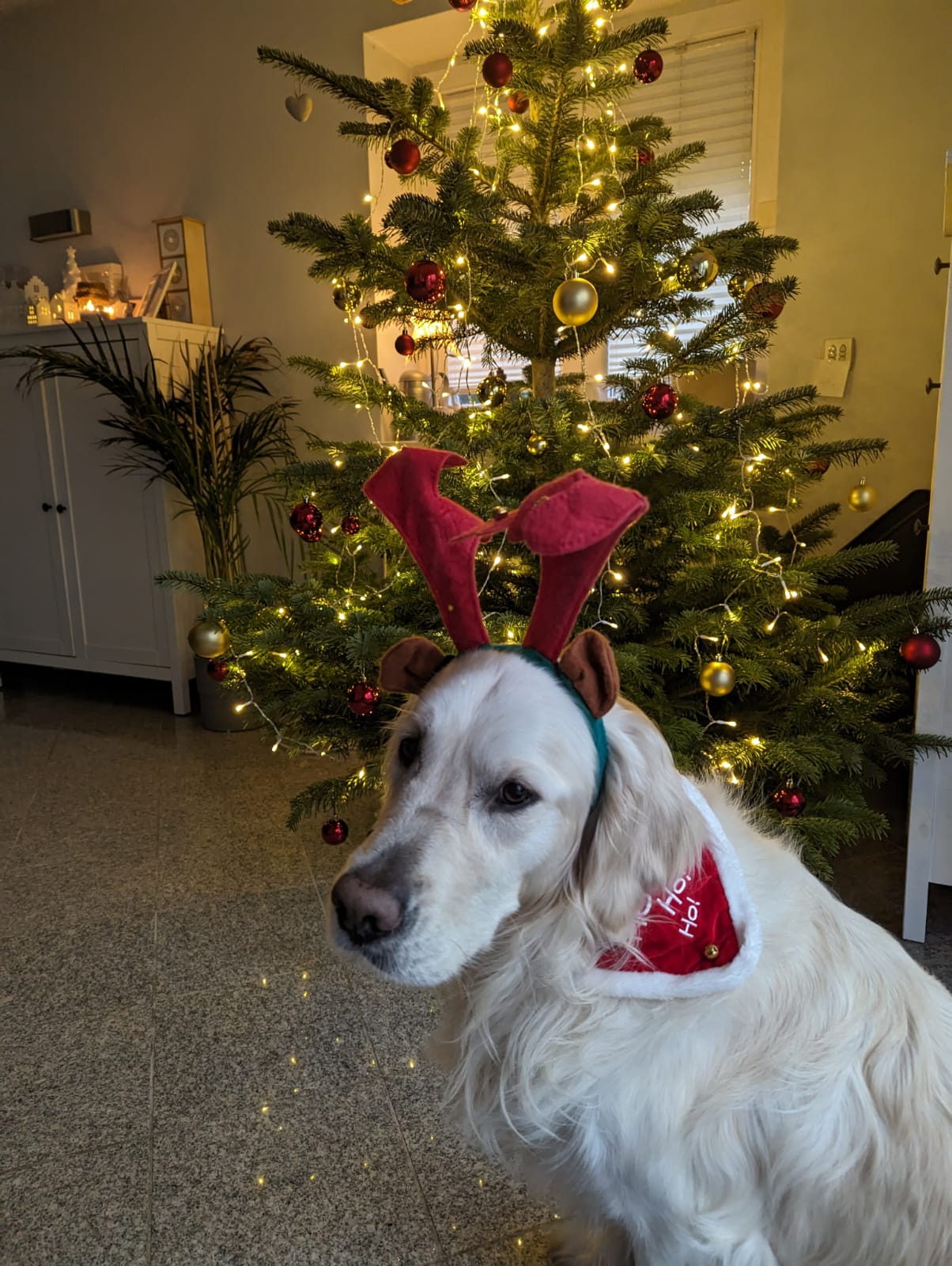 Golden-Retriever-Bremen