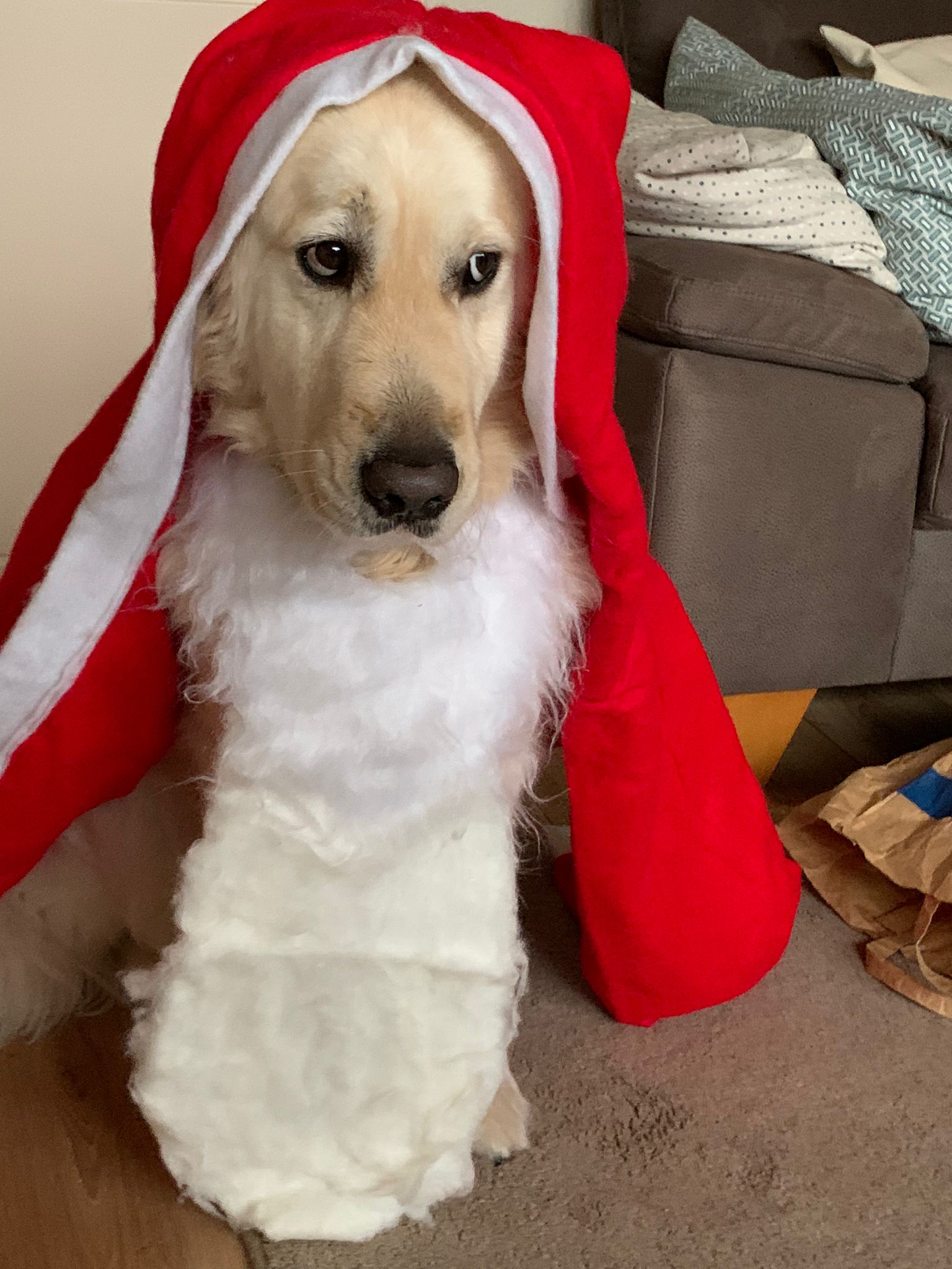 Golden-Retriever-Bremen