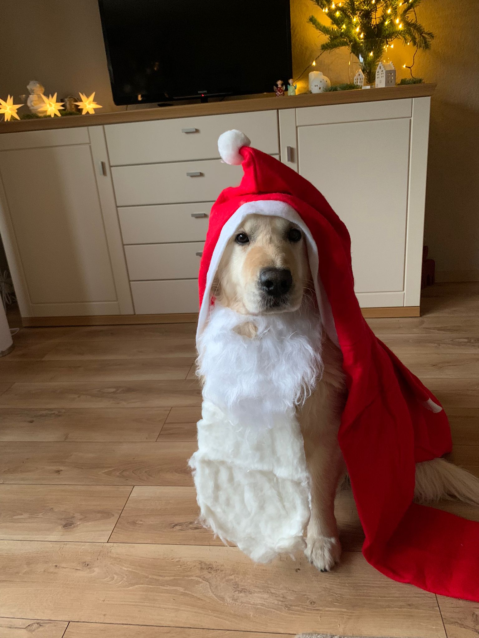 Golden-Retriever-Bremen