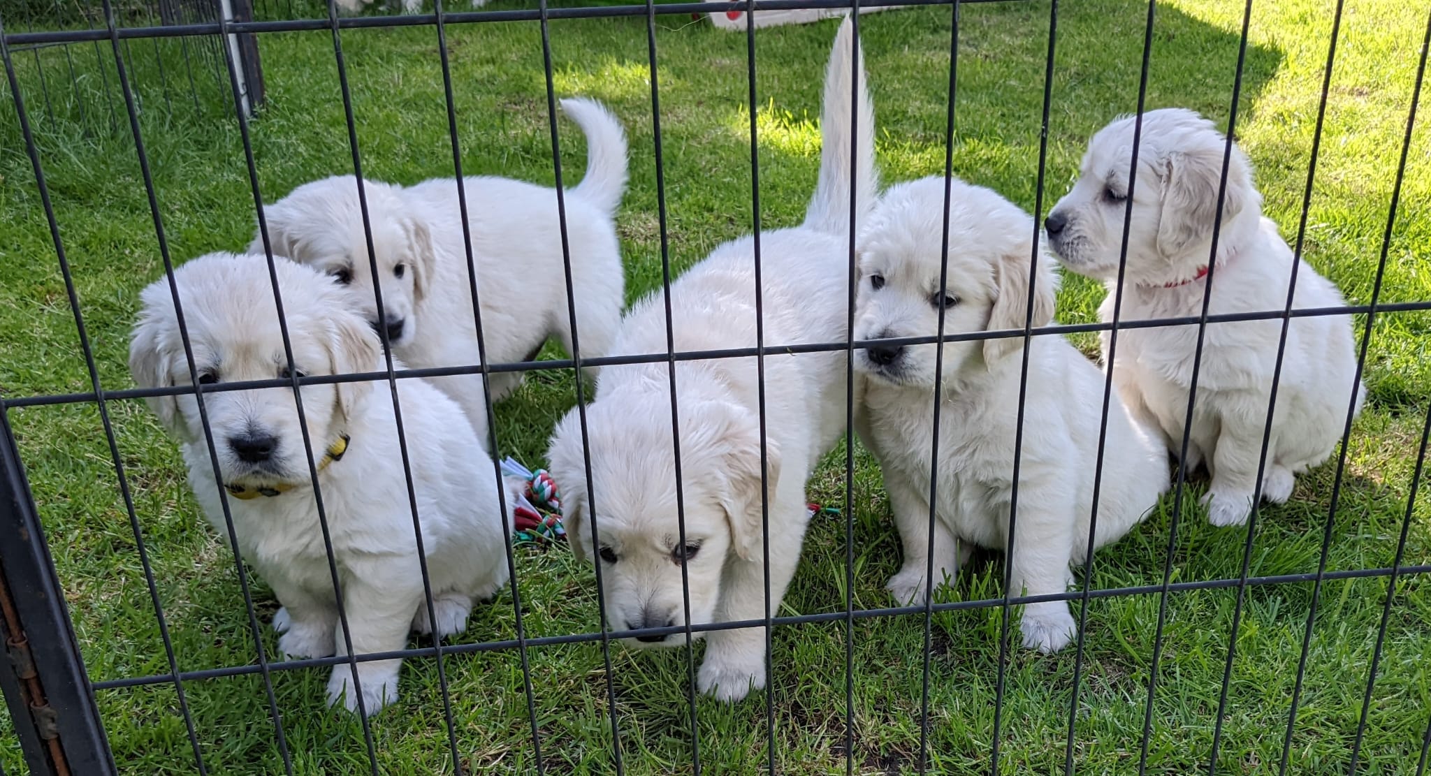 Golden-Retriever-Bremen