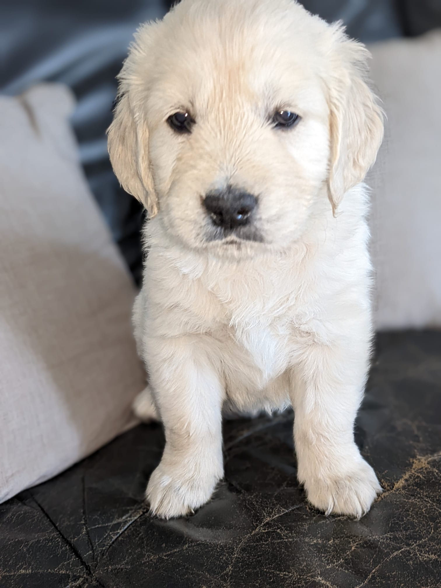 Golden-Retriever-Bremen