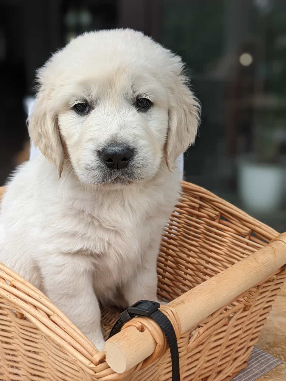 Golden-Retriever-Bremen