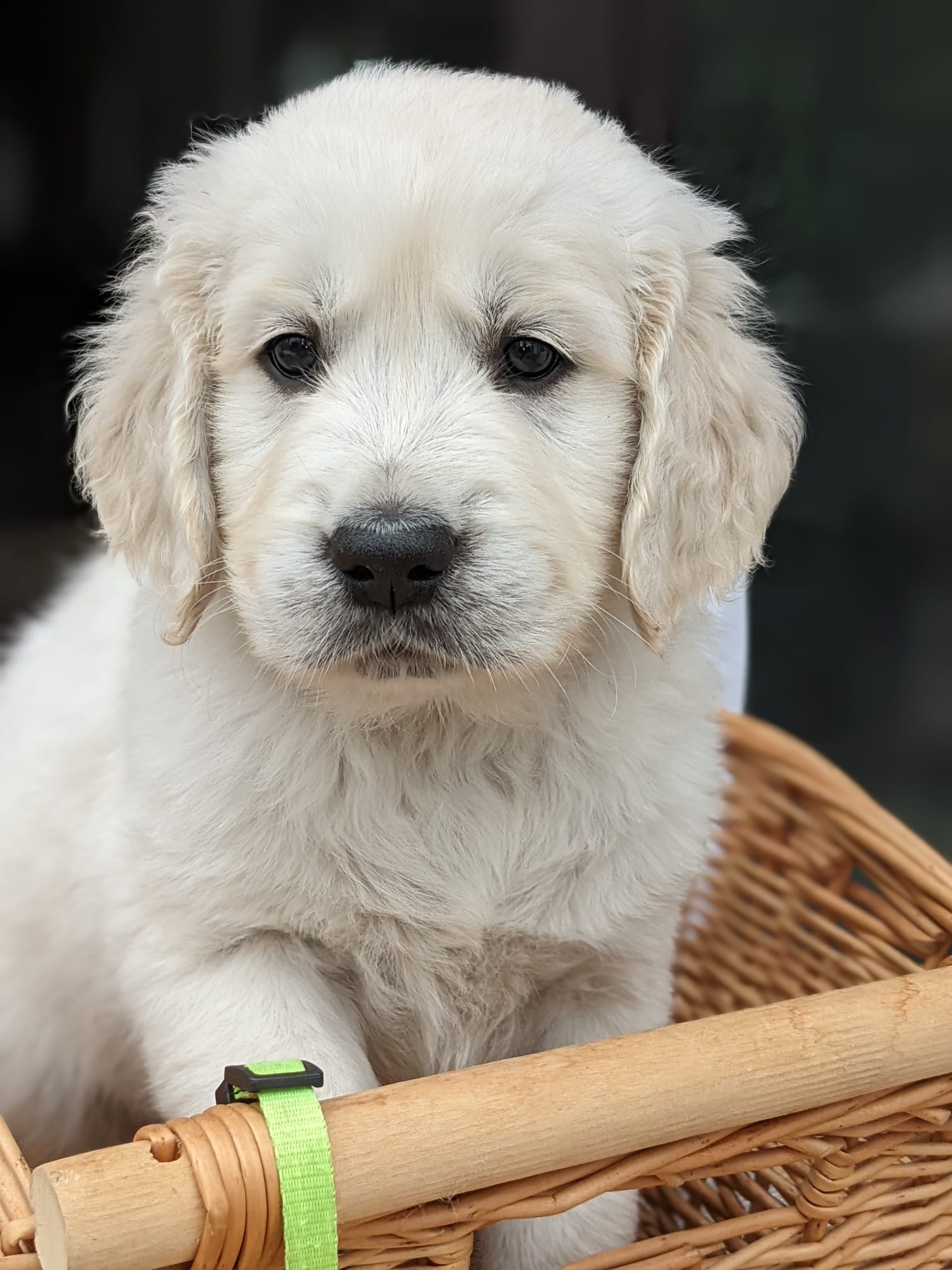 Golden-Retriever-Bremen