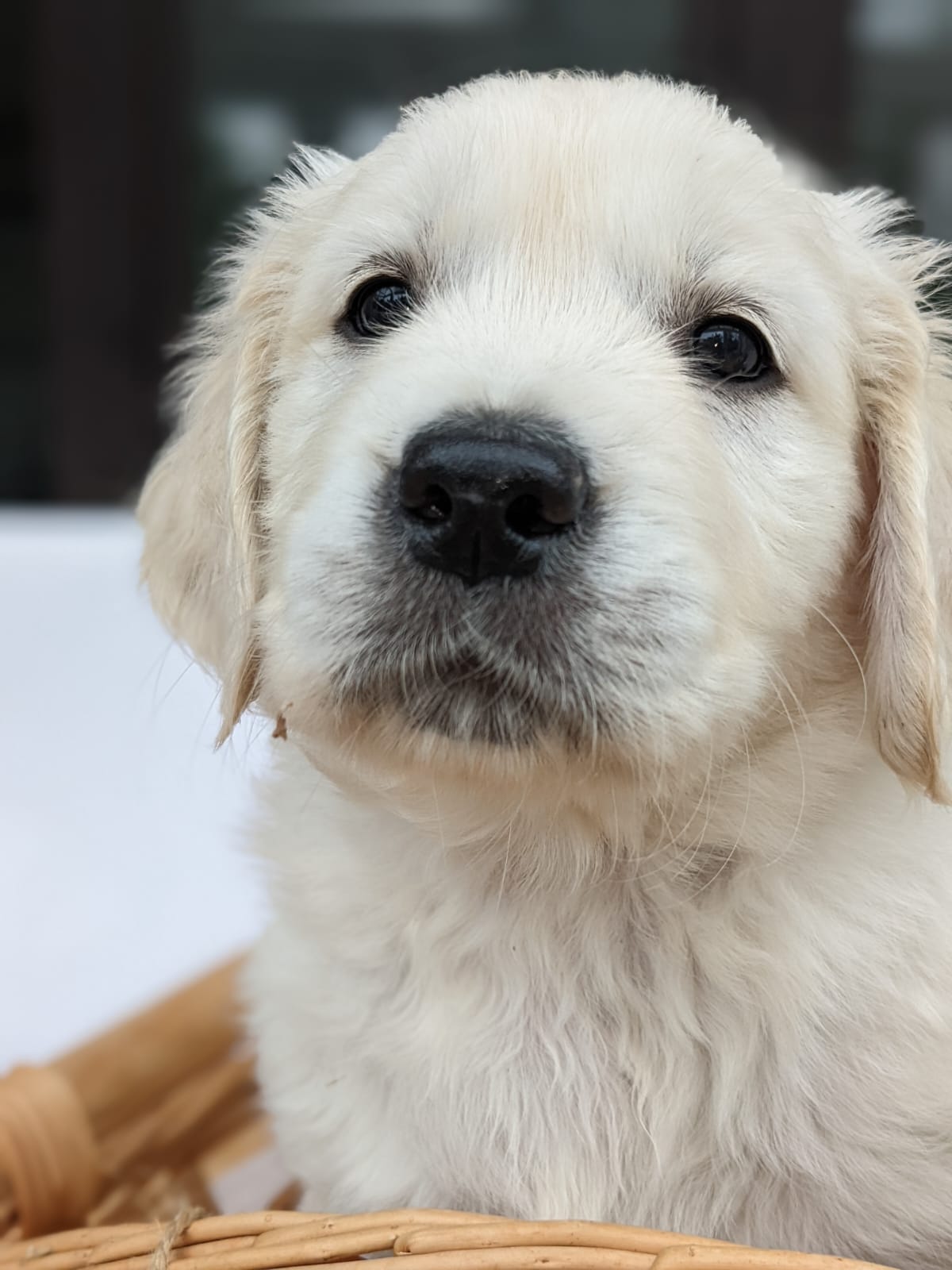 Golden-Retriever-Bremen