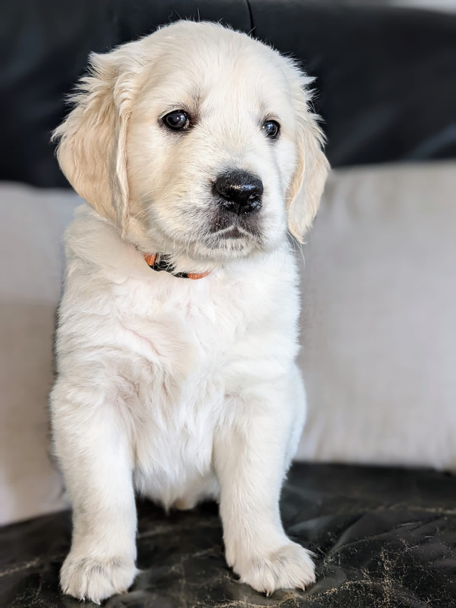 Golden-Retriever-Bremen
