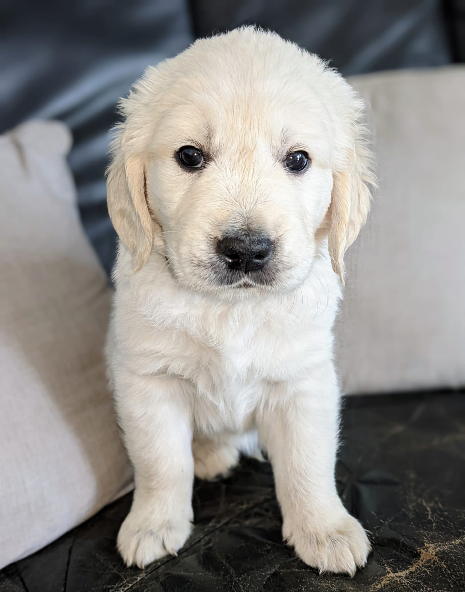 Golden-Retriever-Bremen