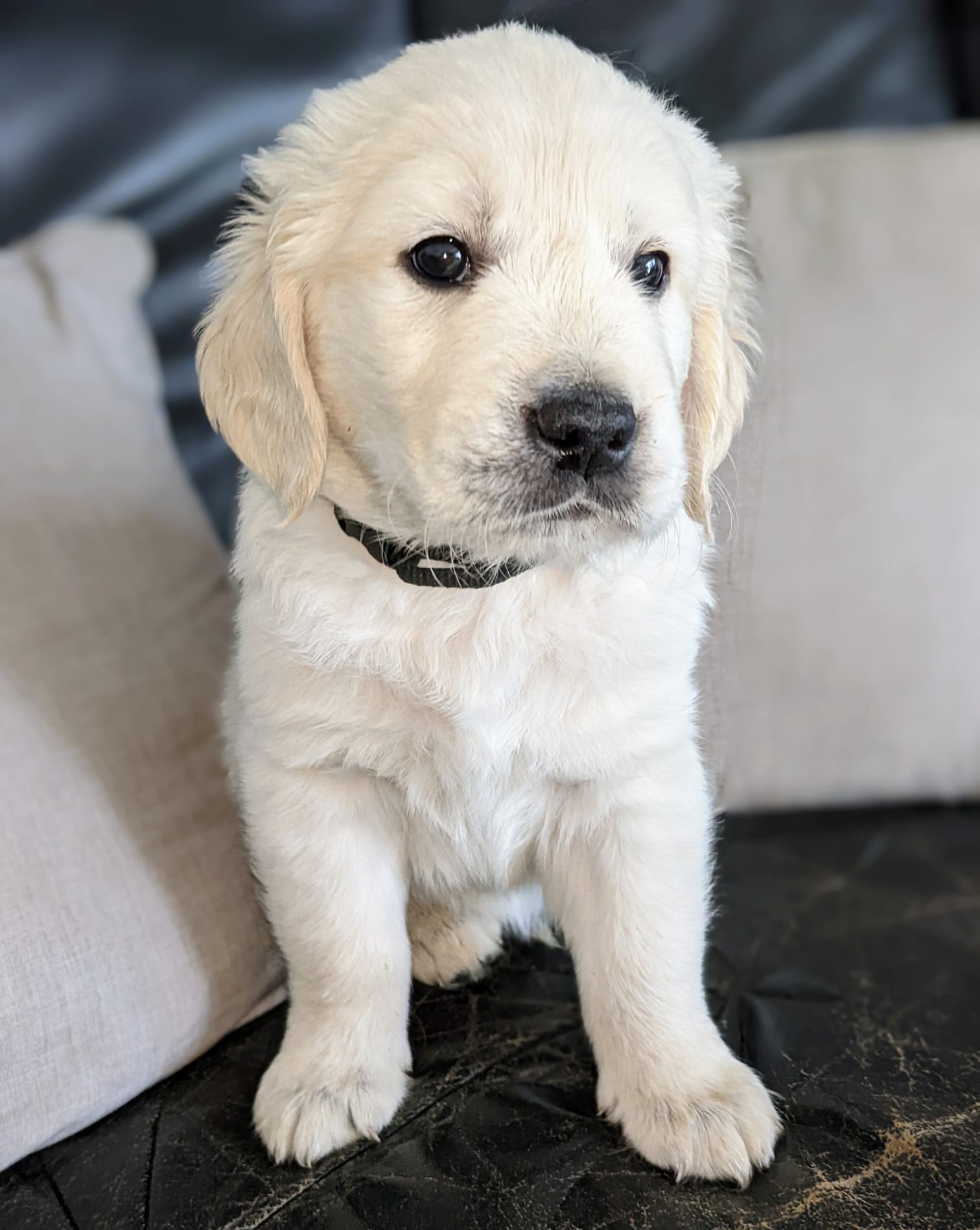 Golden-Retriever-Bremen