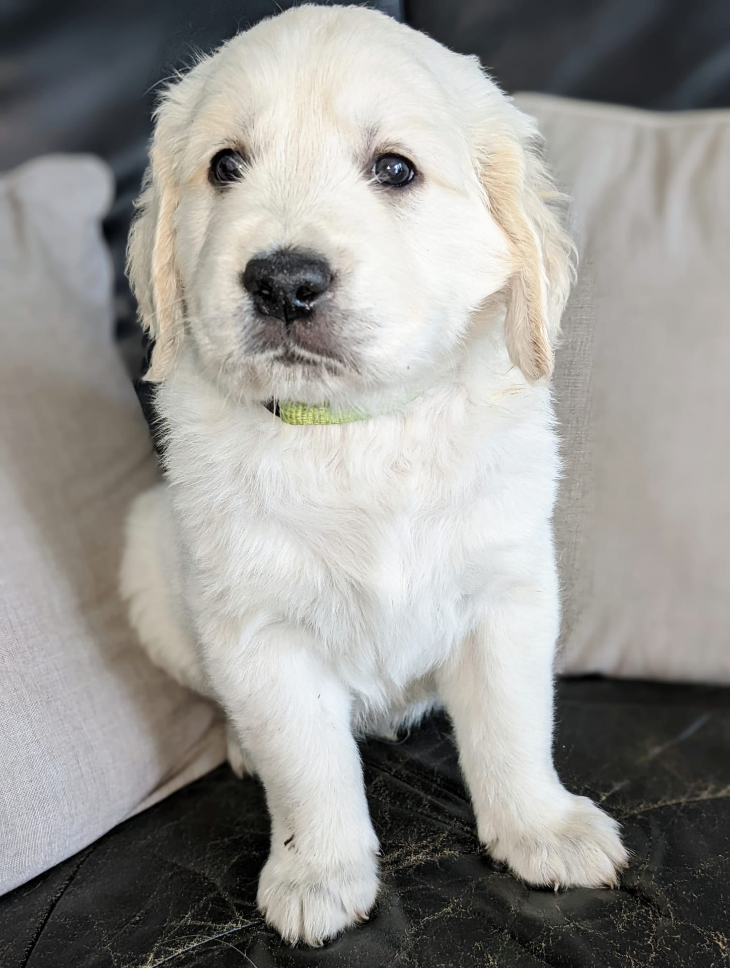 Golden-Retriever-Bremen