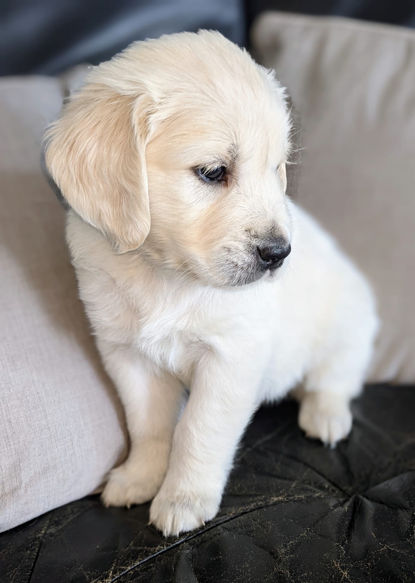 Golden-Retriever-Bremen