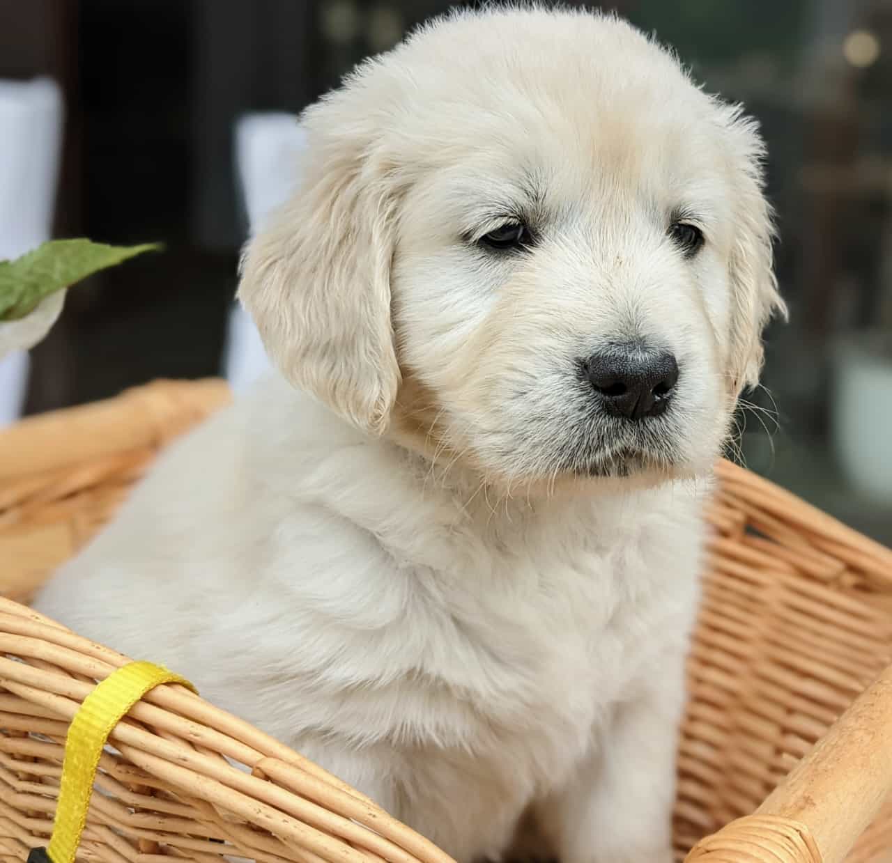 Golden-Retriever-Bremen
