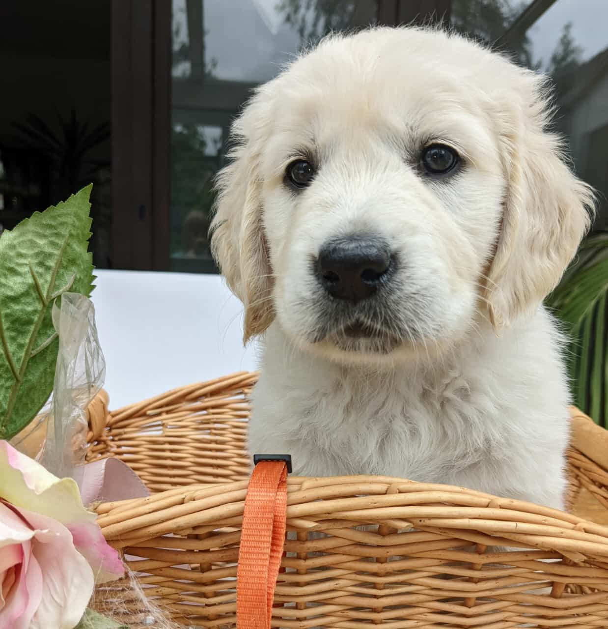 Golden-Retriever-Bremen