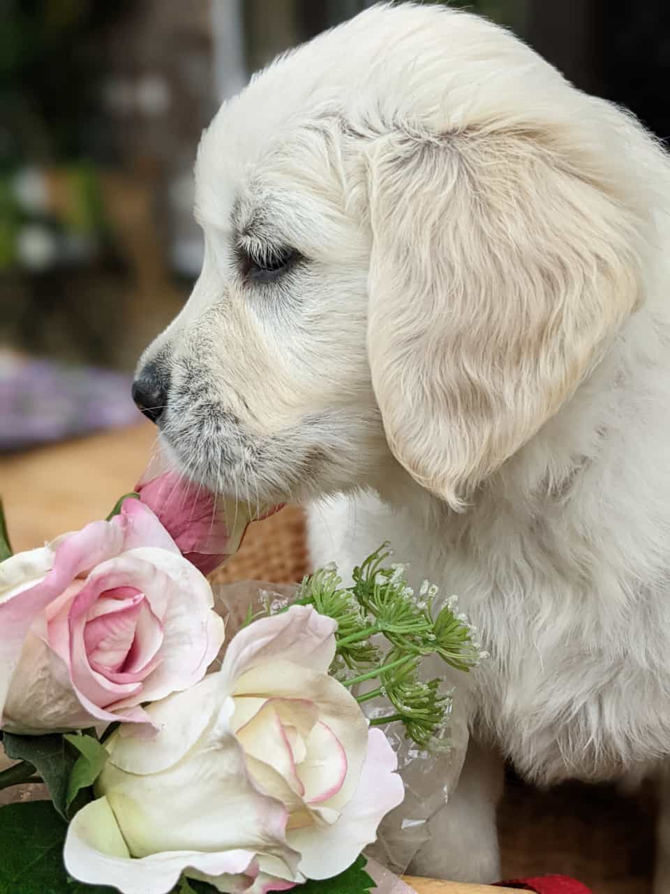 Golden-Retriever-Bremen