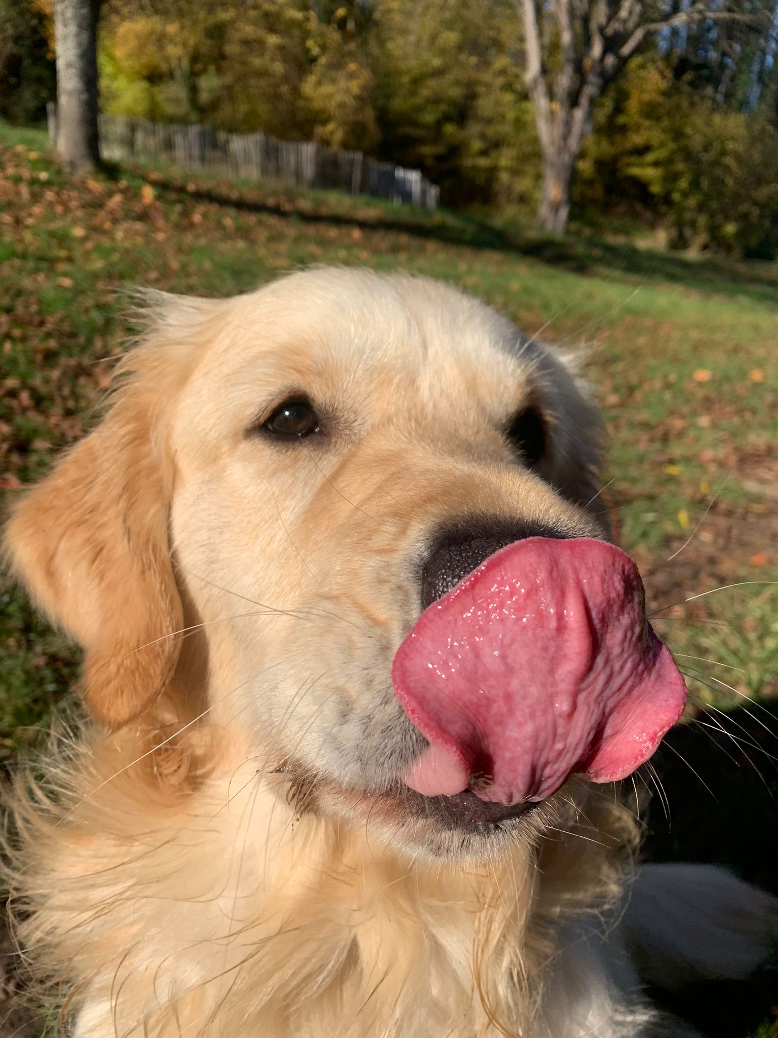 Golden-Retriever-Bremen