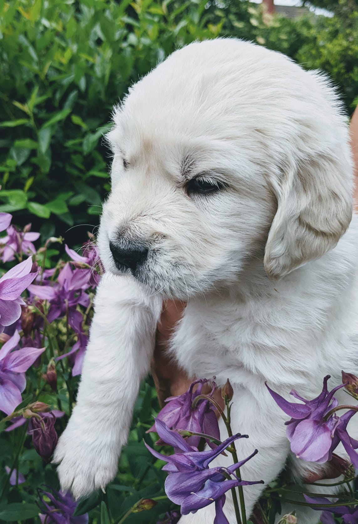 Golden-Retriever-Bremen