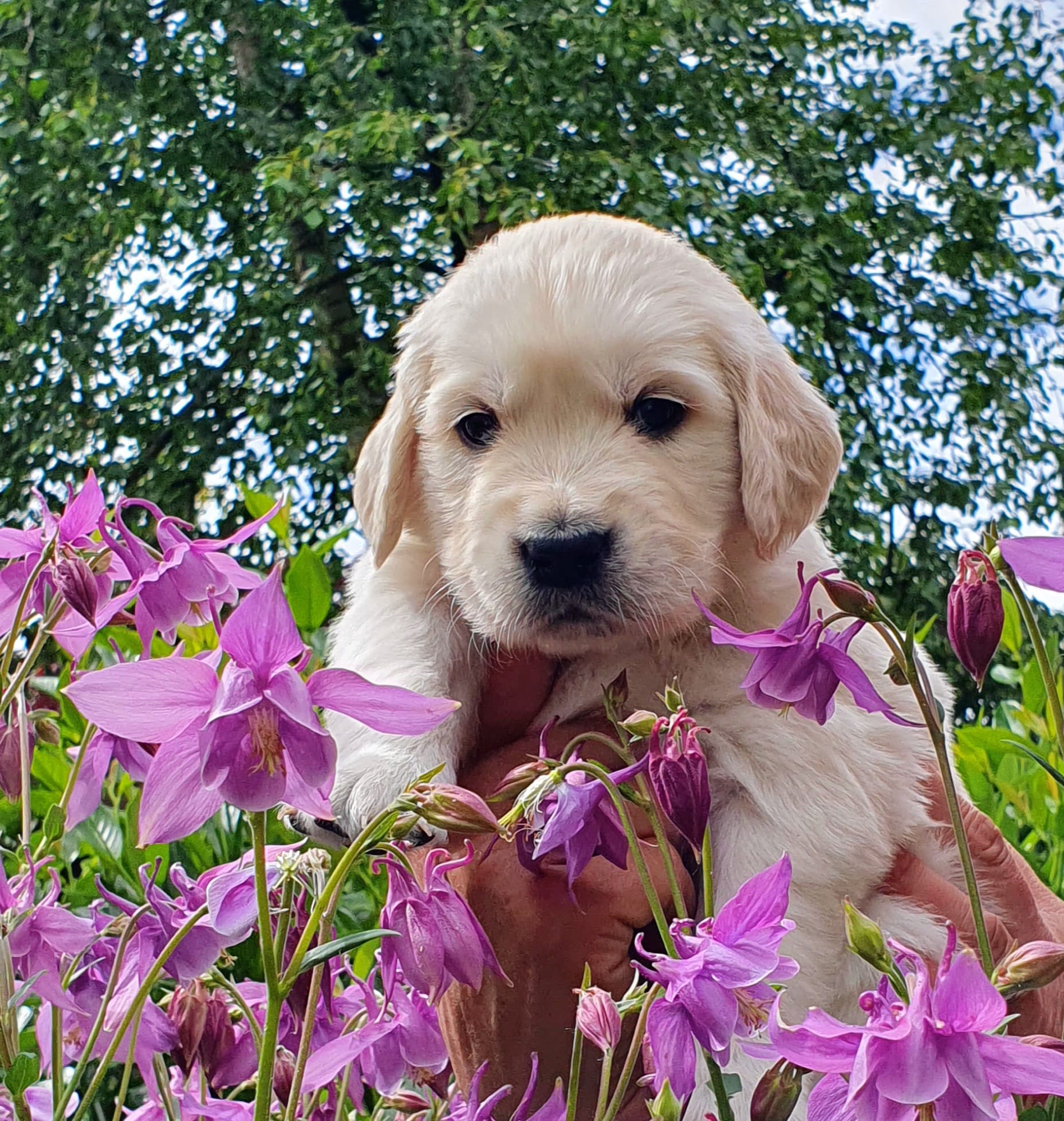 Golden-Retriever-Bremen