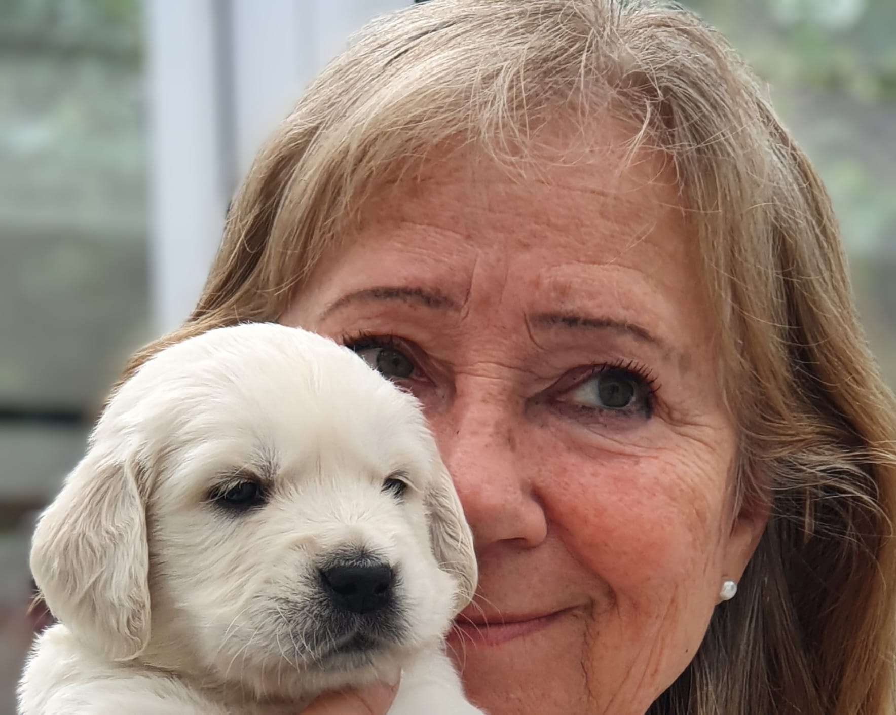 Golden-Retriever-Bremen