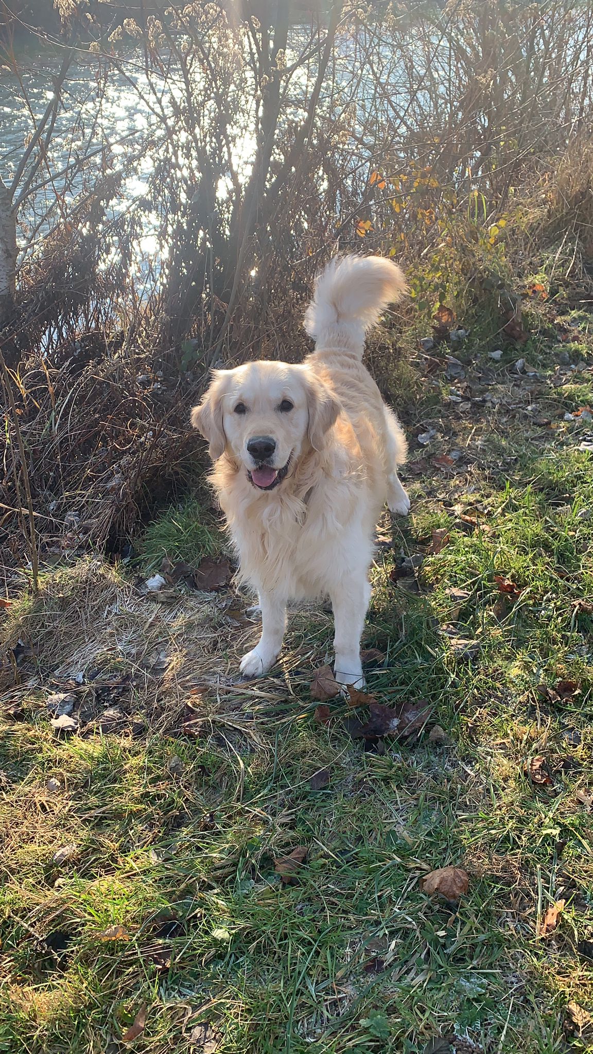 Golden-Retriever-Bremen