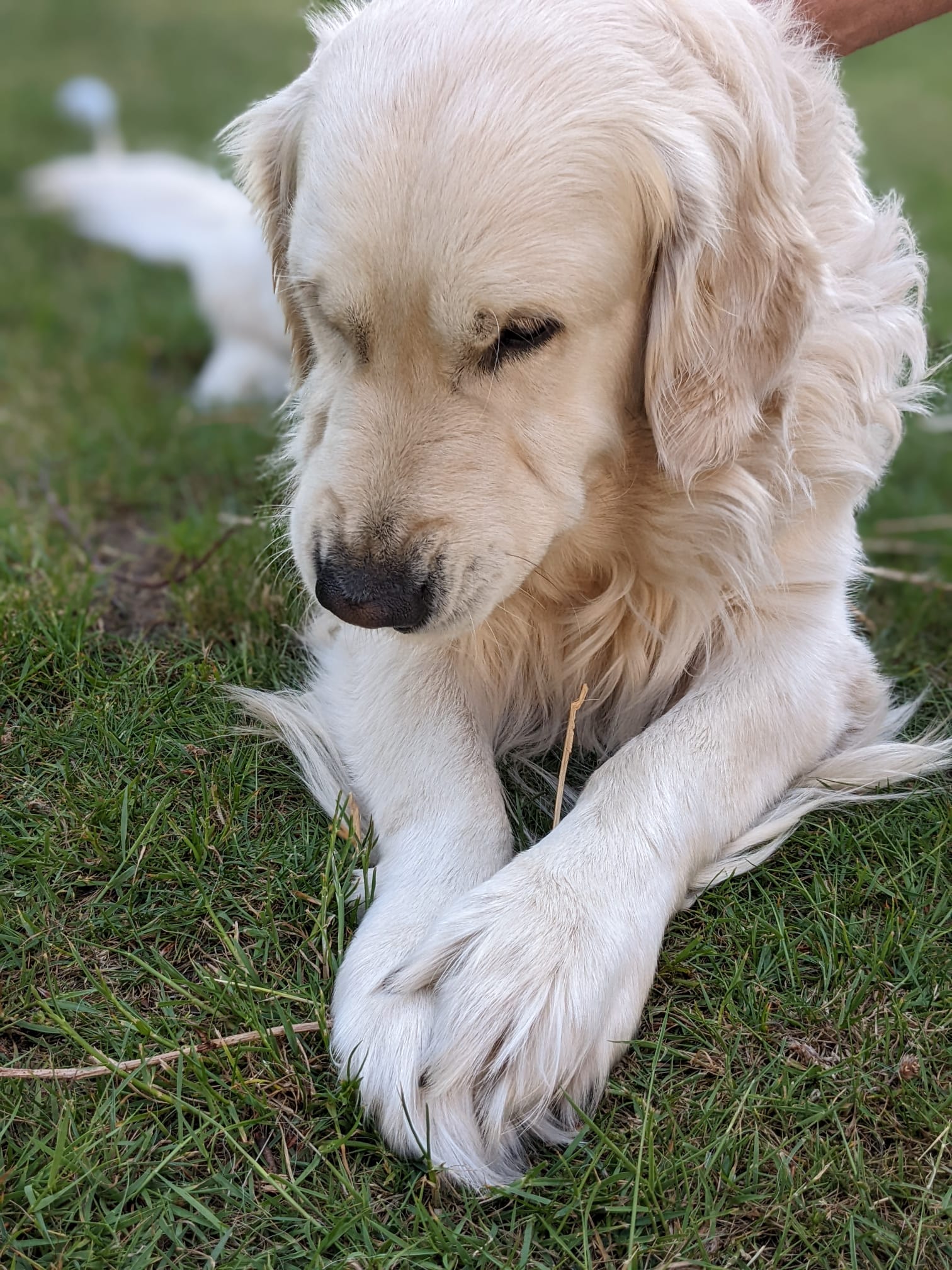 Golden-Retriever-Bremen