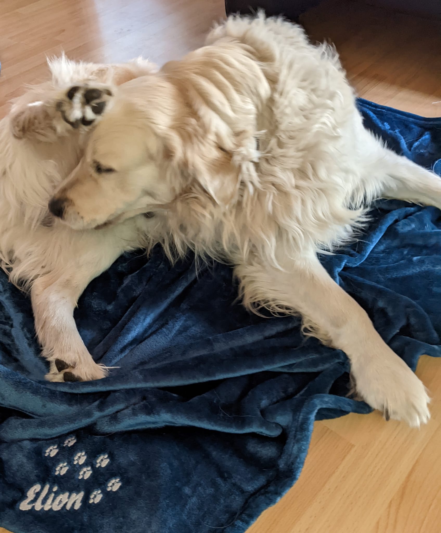 Golden-Retriever-Bremen