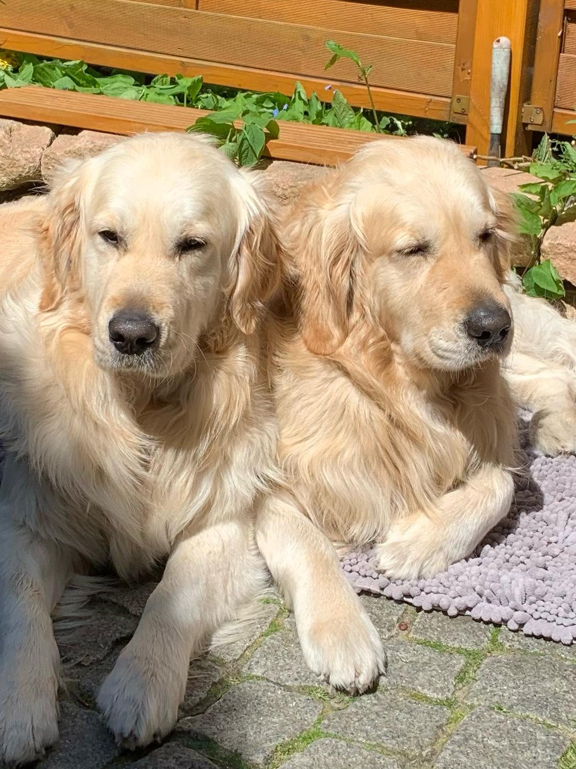 Golden-Retriever-Bremen