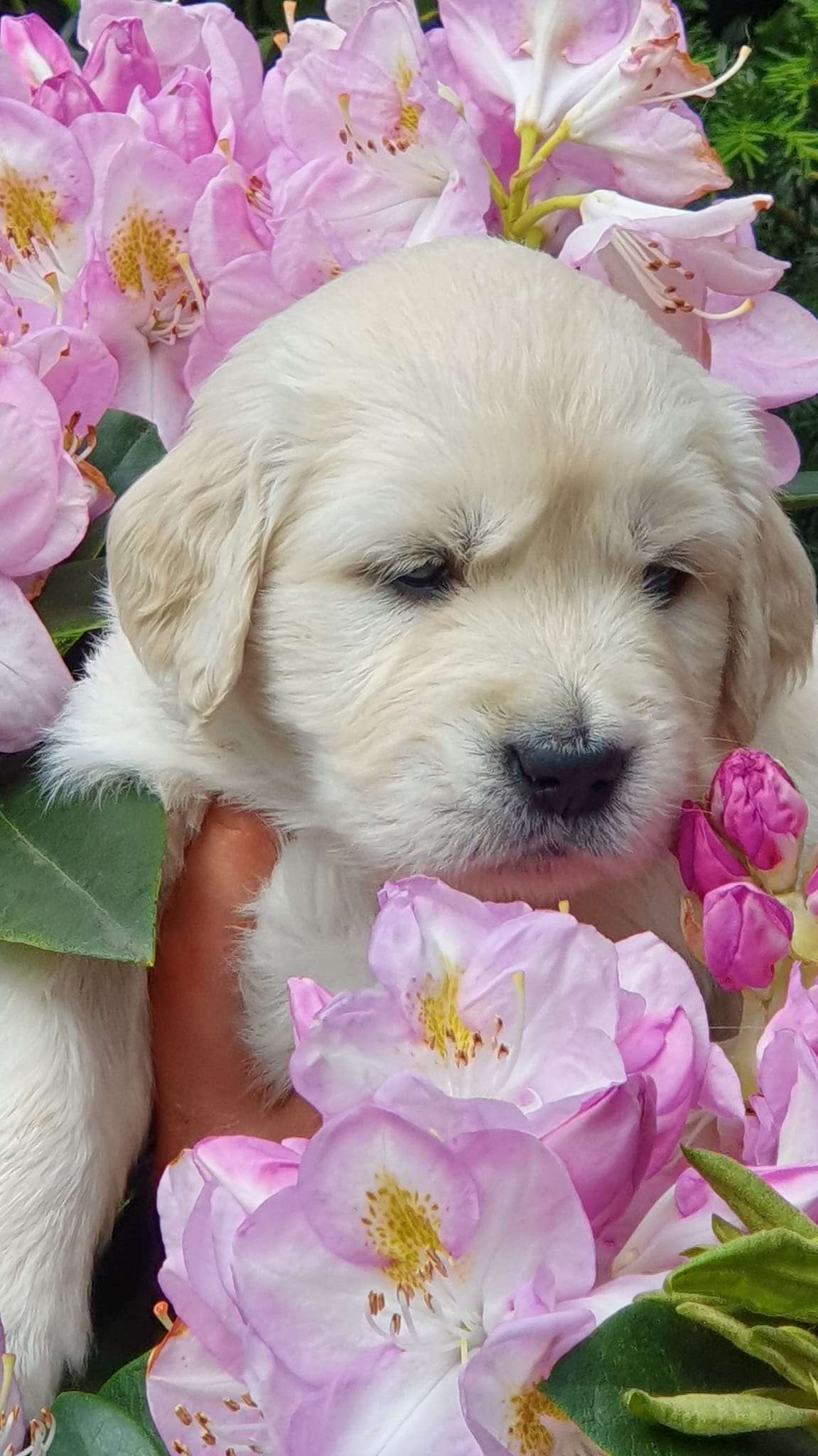 Golden-Retriever-Bremen