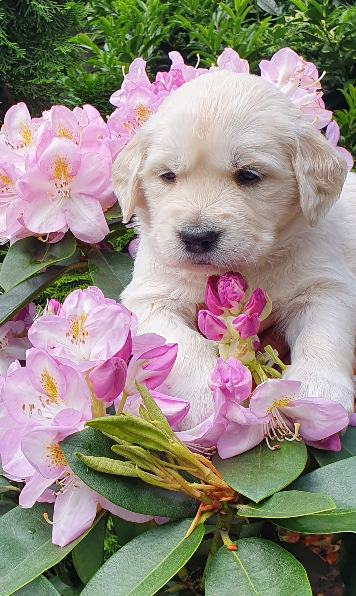 Golden-Retriever-Bremen