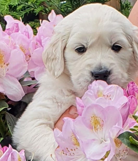 Golden-Retriever-Bremen