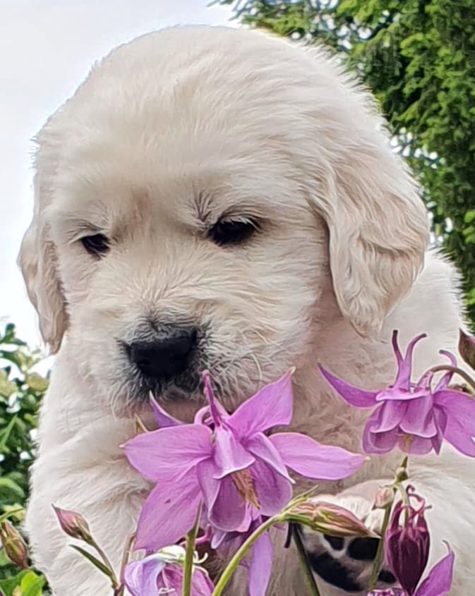 Golden-Retriever-Bremen