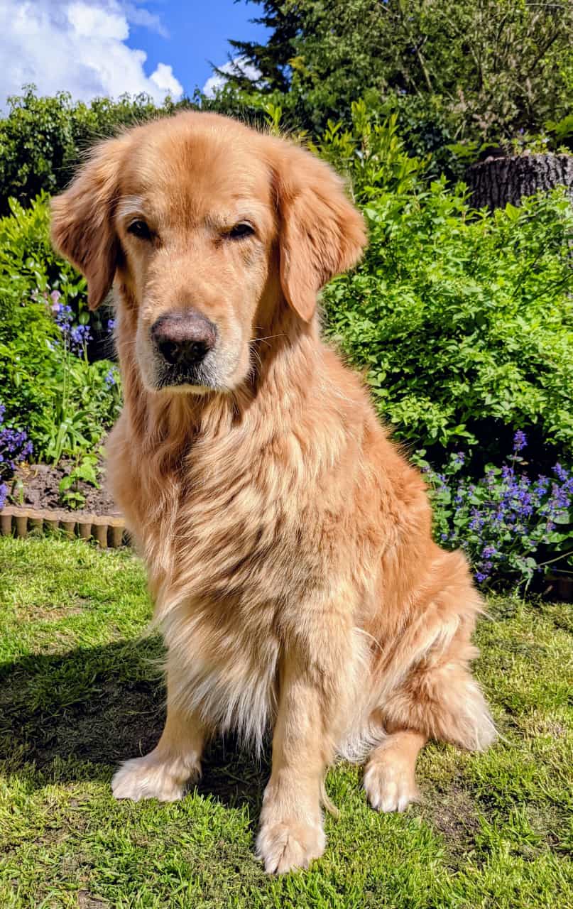Golden-Retriever-Bremen