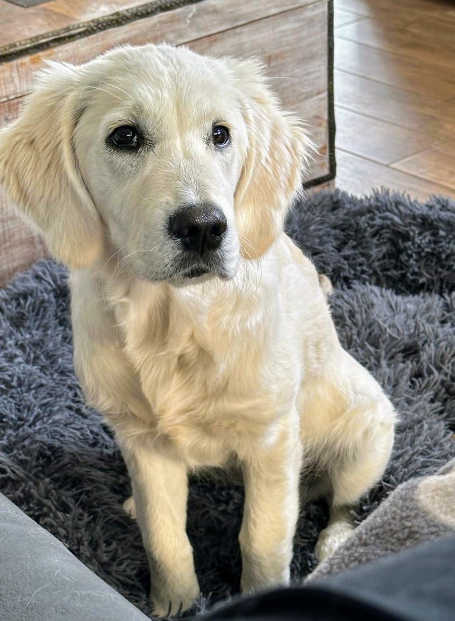 Golden-Retriever-Bremen