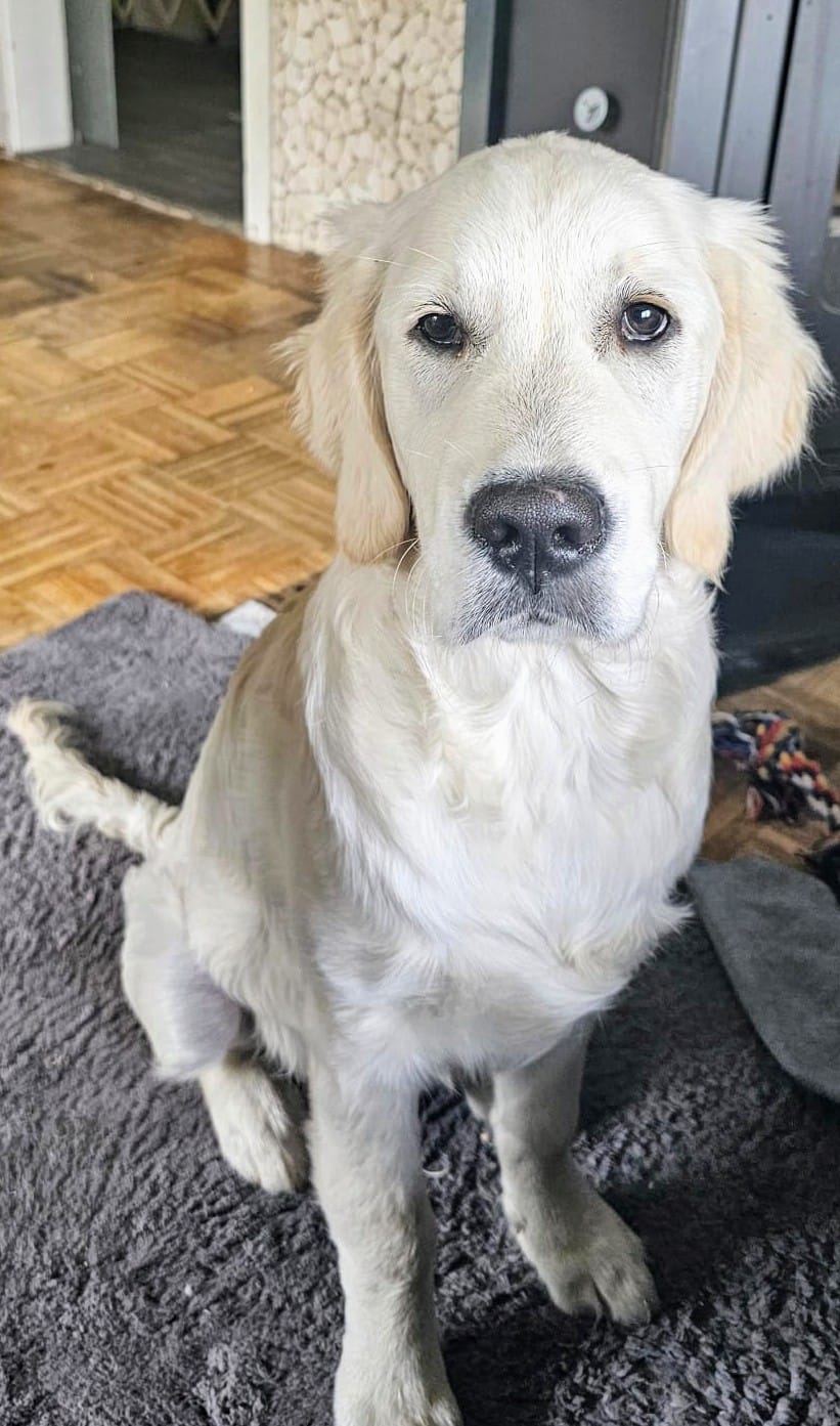 Golden-Retriever-Bremen