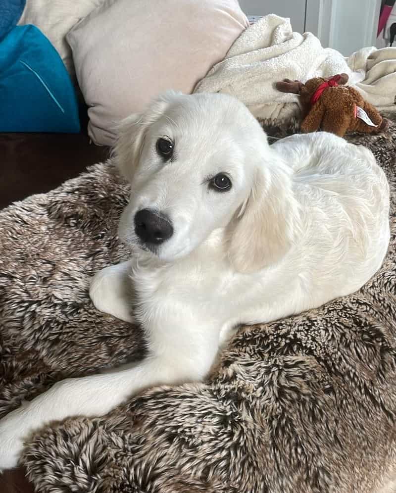 Golden-Retriever-Bremen