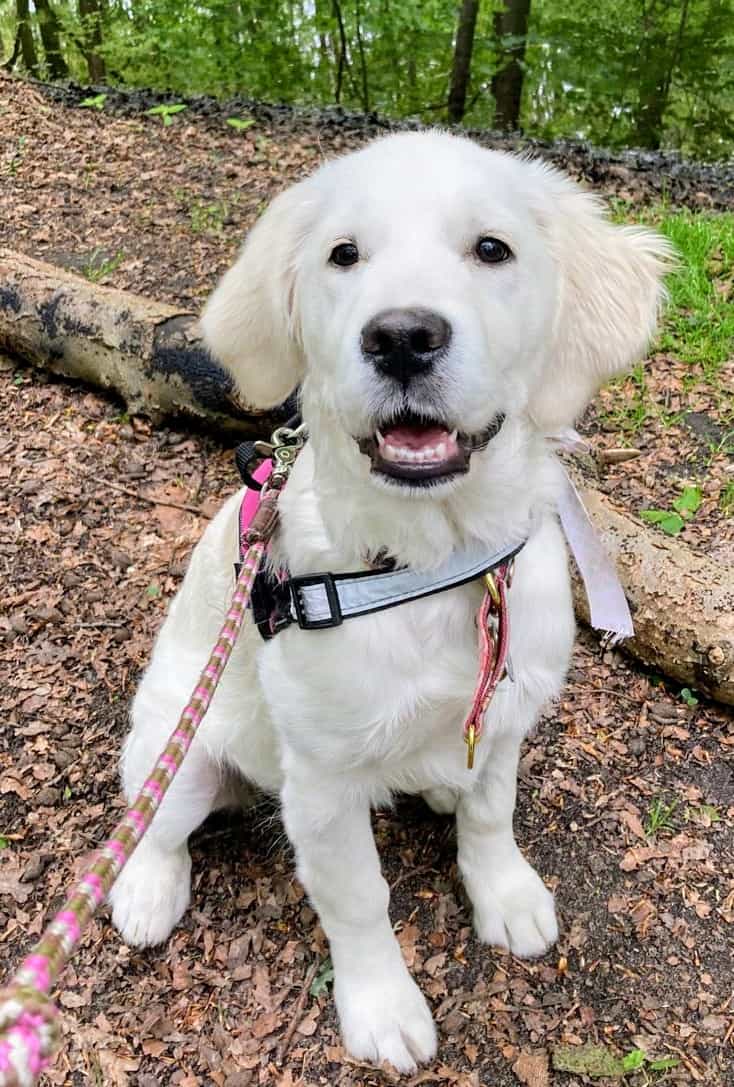Golden-Retriever-Bremen