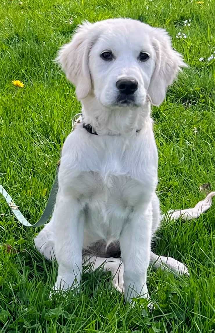Golden-Retriever-Bremen