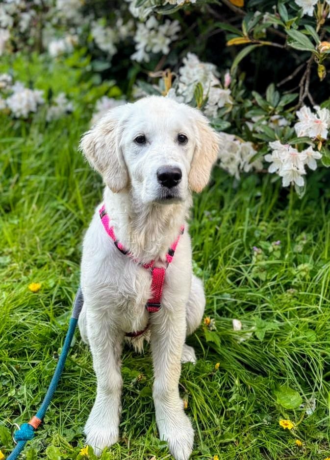 Golden-Retriever-Bremen
