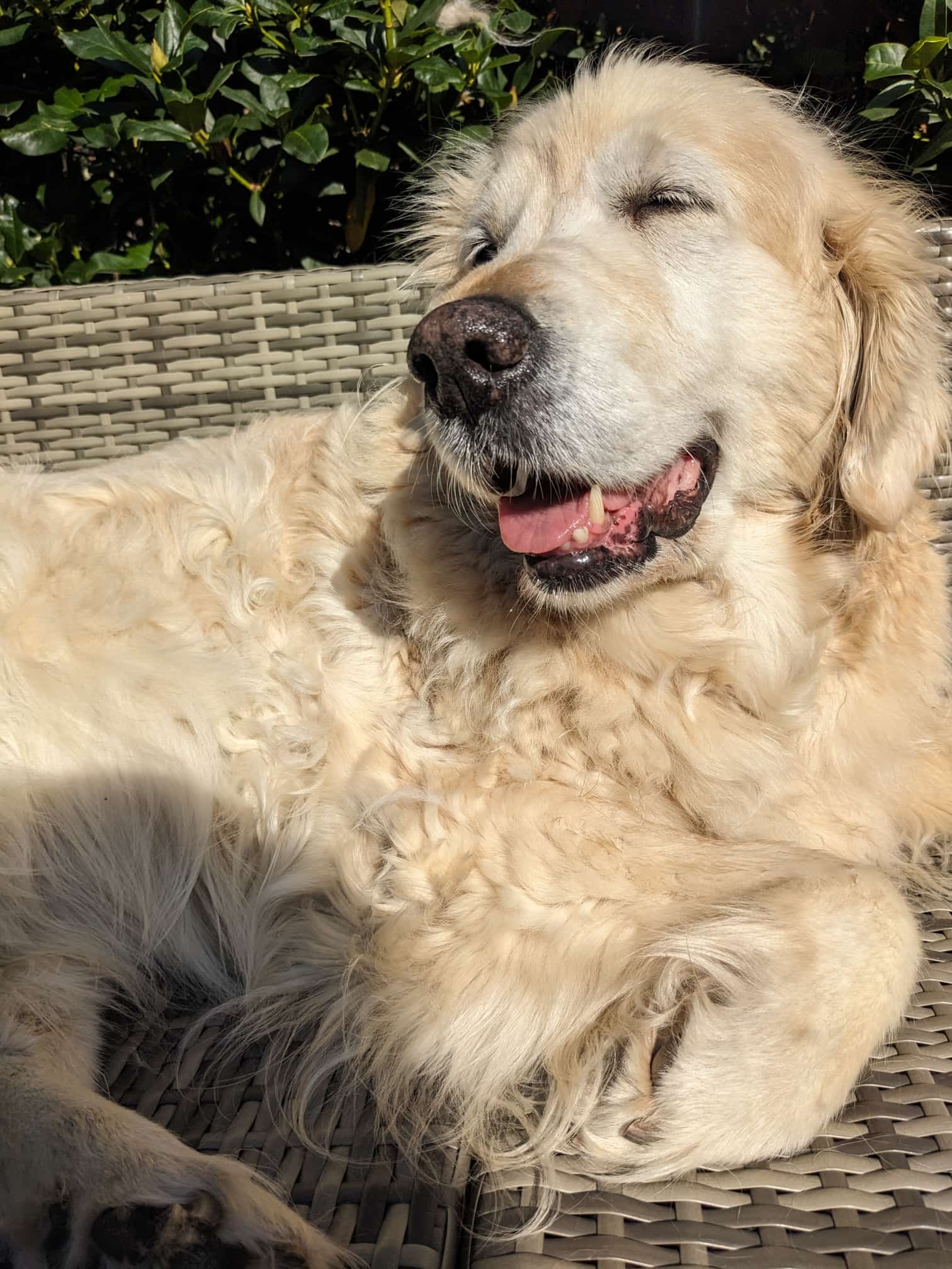 Golden-Retriever-Bremen