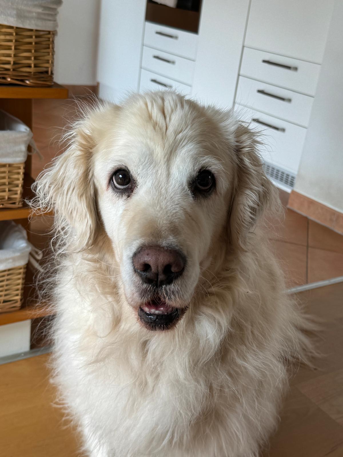 Golden-Retriever-Bremen