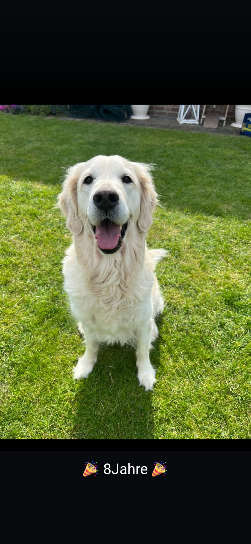 Golden-Retriever-Bremen