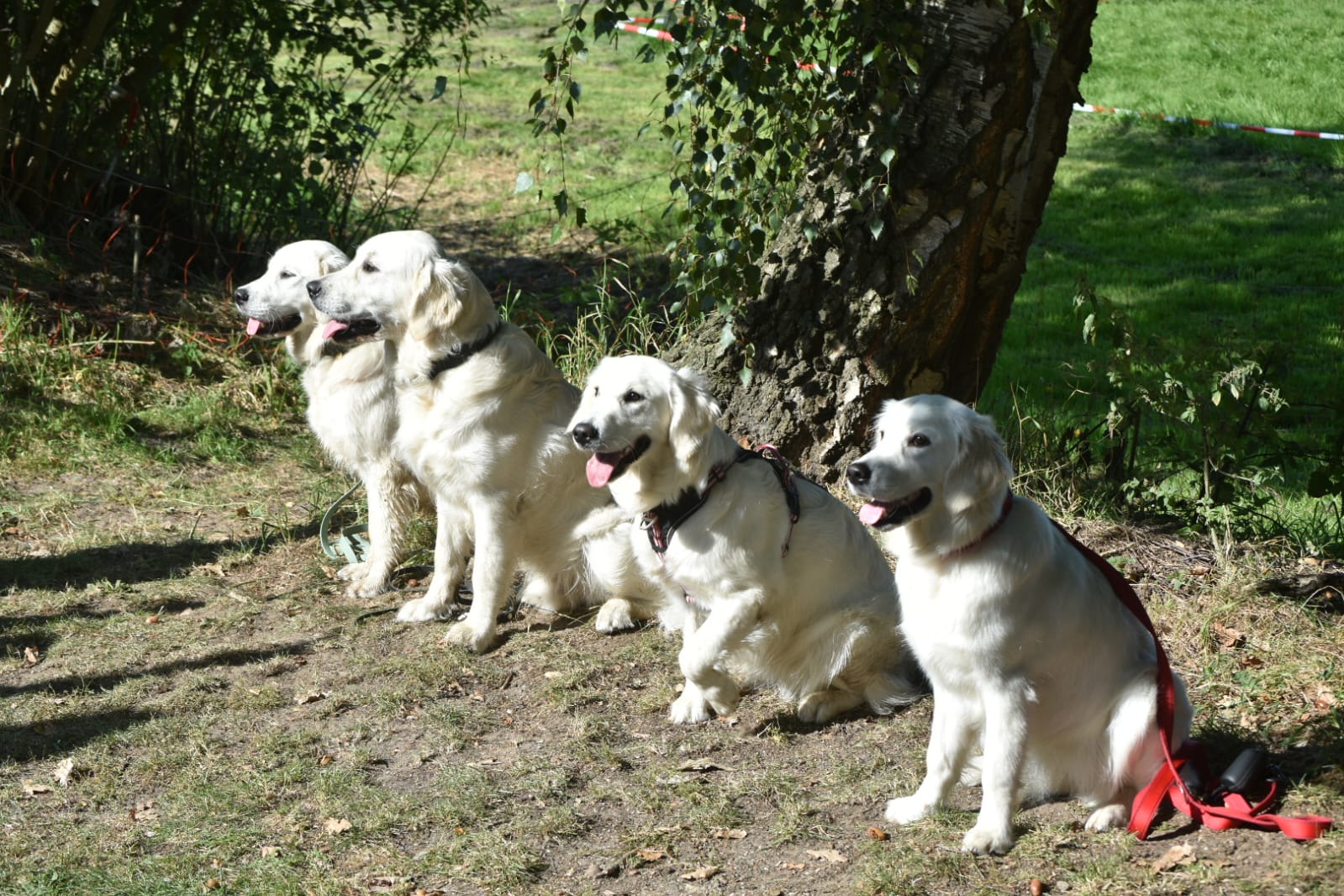 Golden-Retriever-Bremen