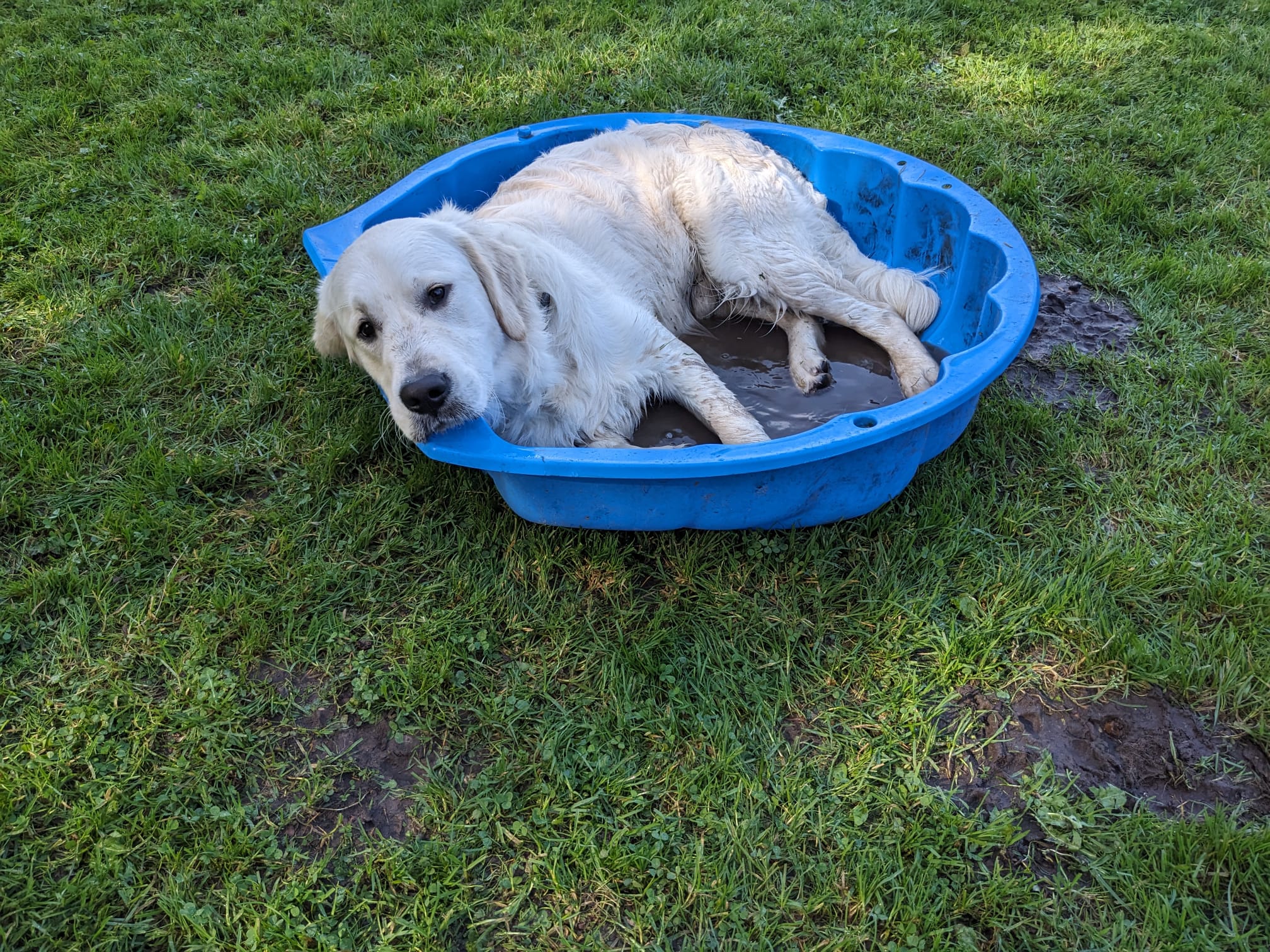 Golden-Retriever-Bremen
