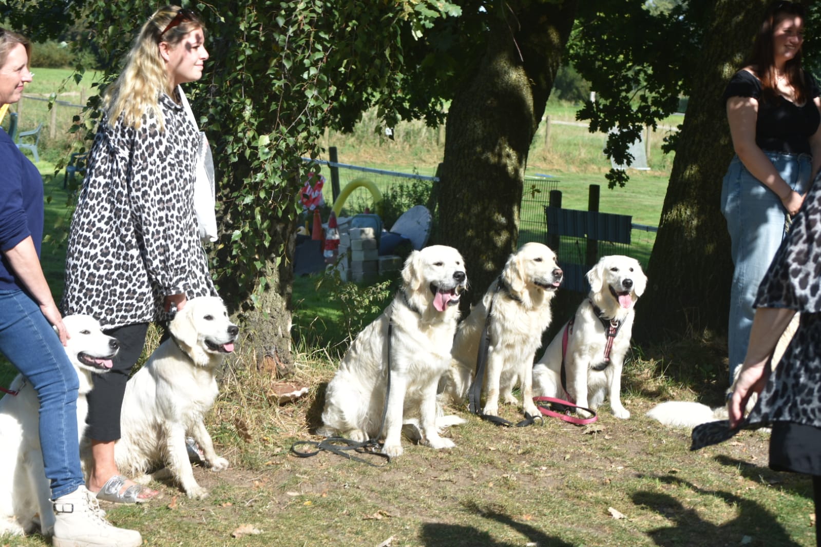 Golden-Retriever-Bremen