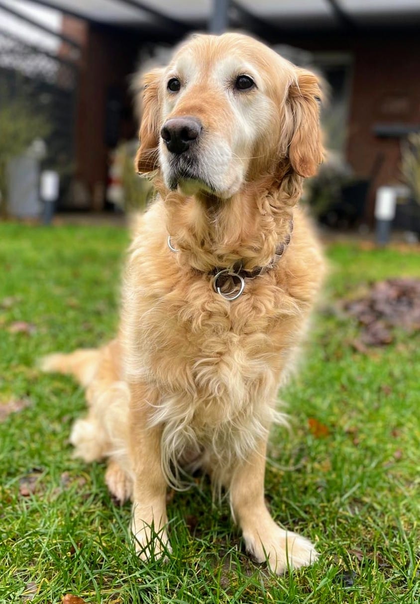Golden-Retriever-Bremen