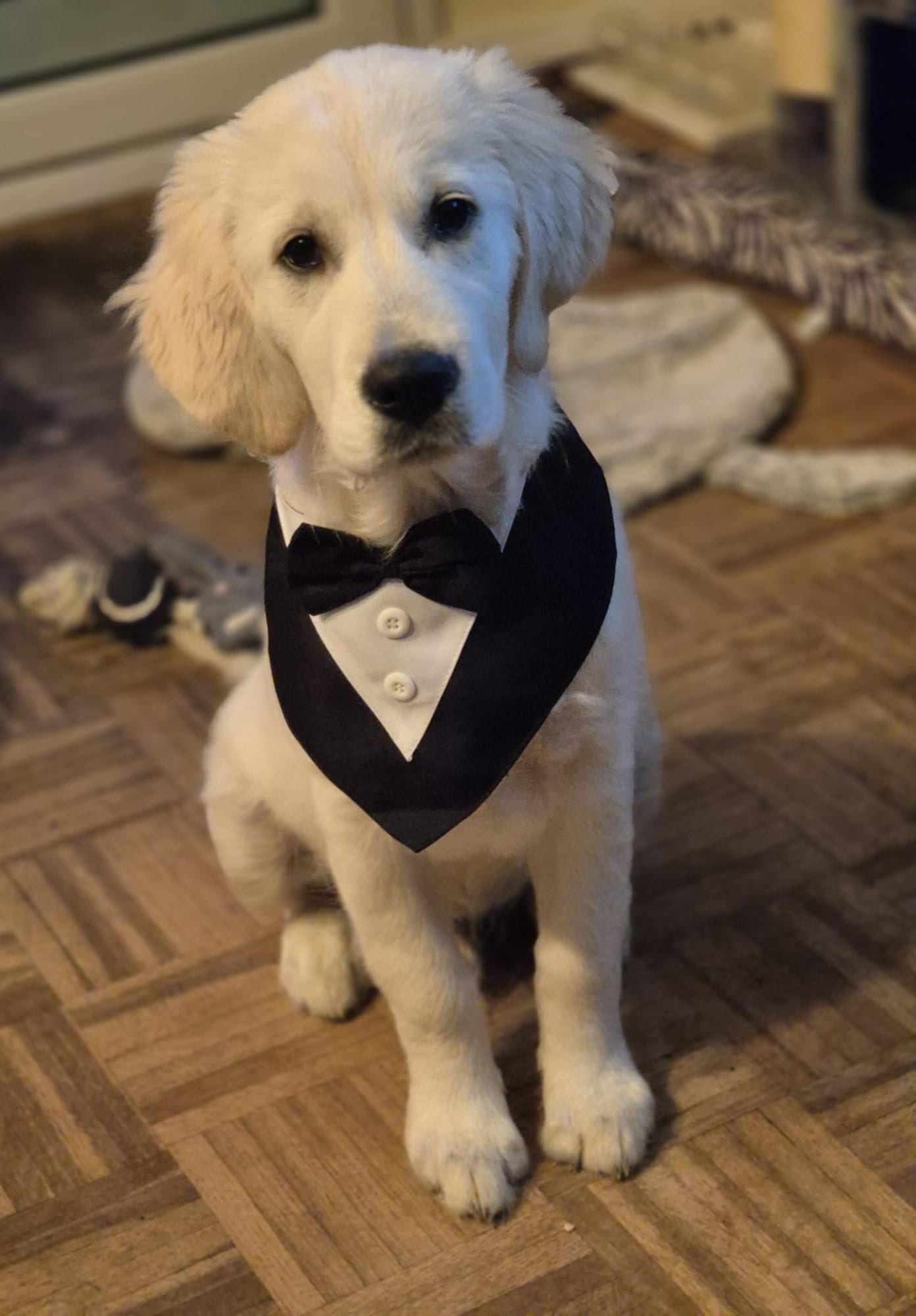 Golden-Retriever-Bremen