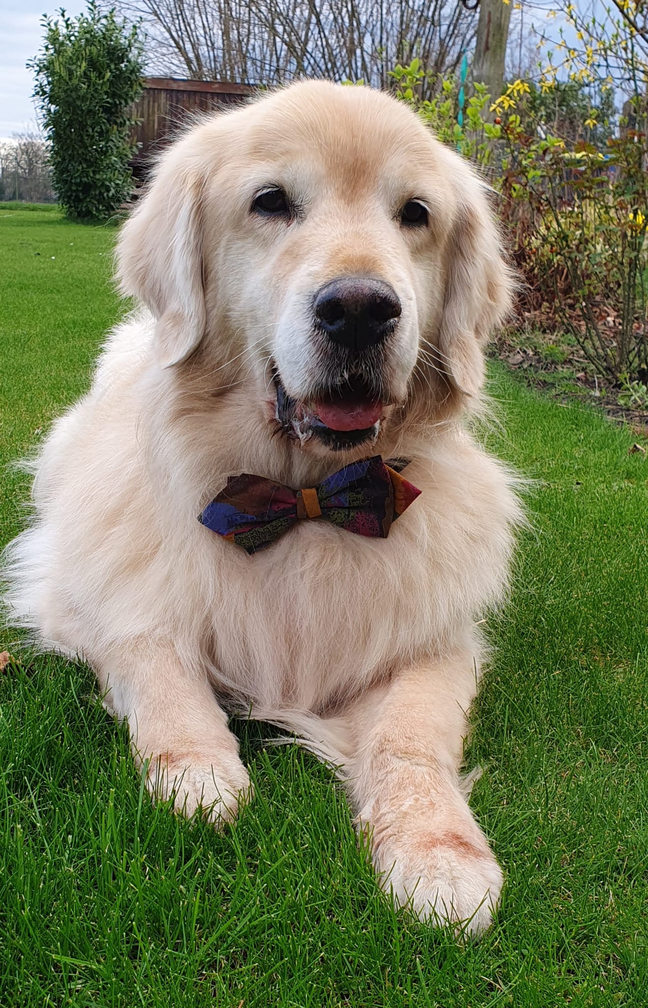 Golden-Retriever-Bremen