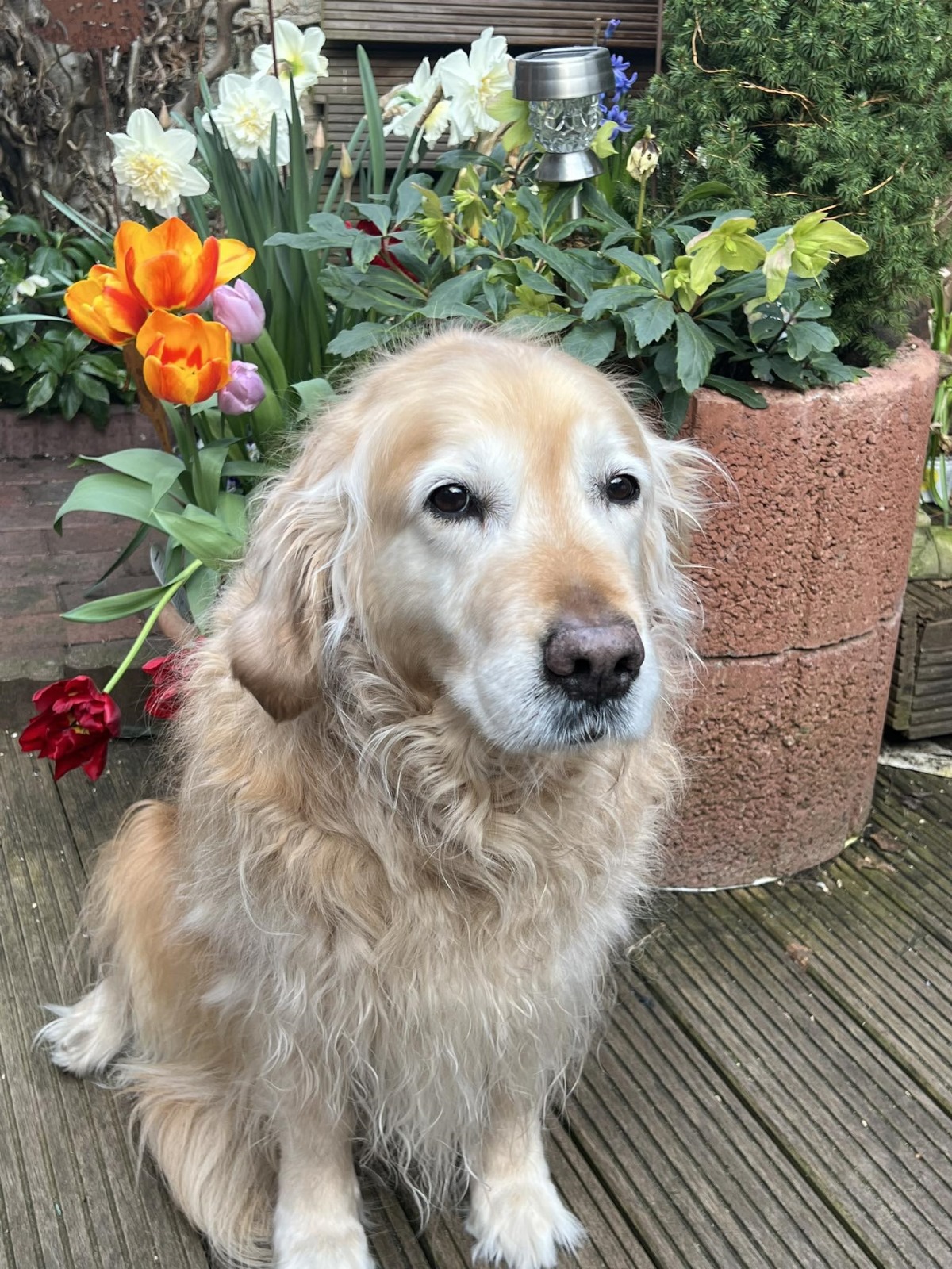 Golden-Retriever-Bremen