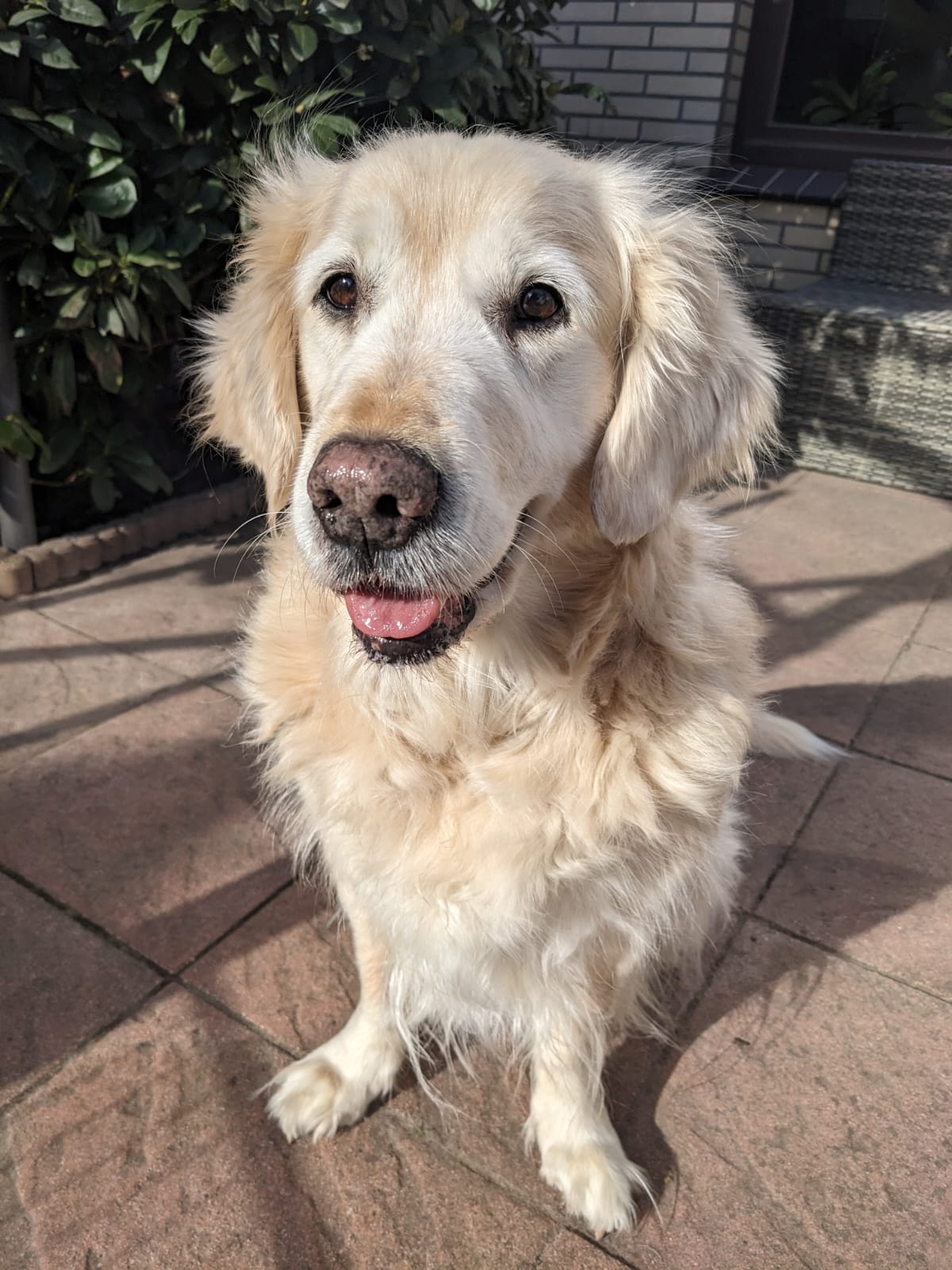 Golden-Retriever-Bremen