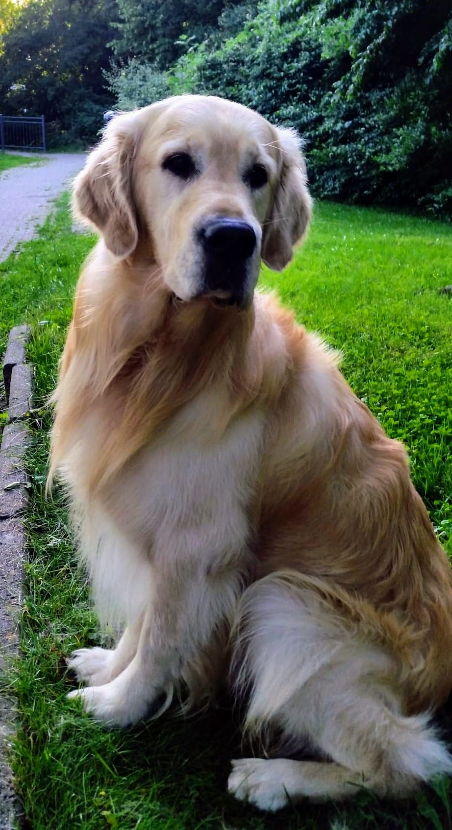 Golden-Retriever-Bremen