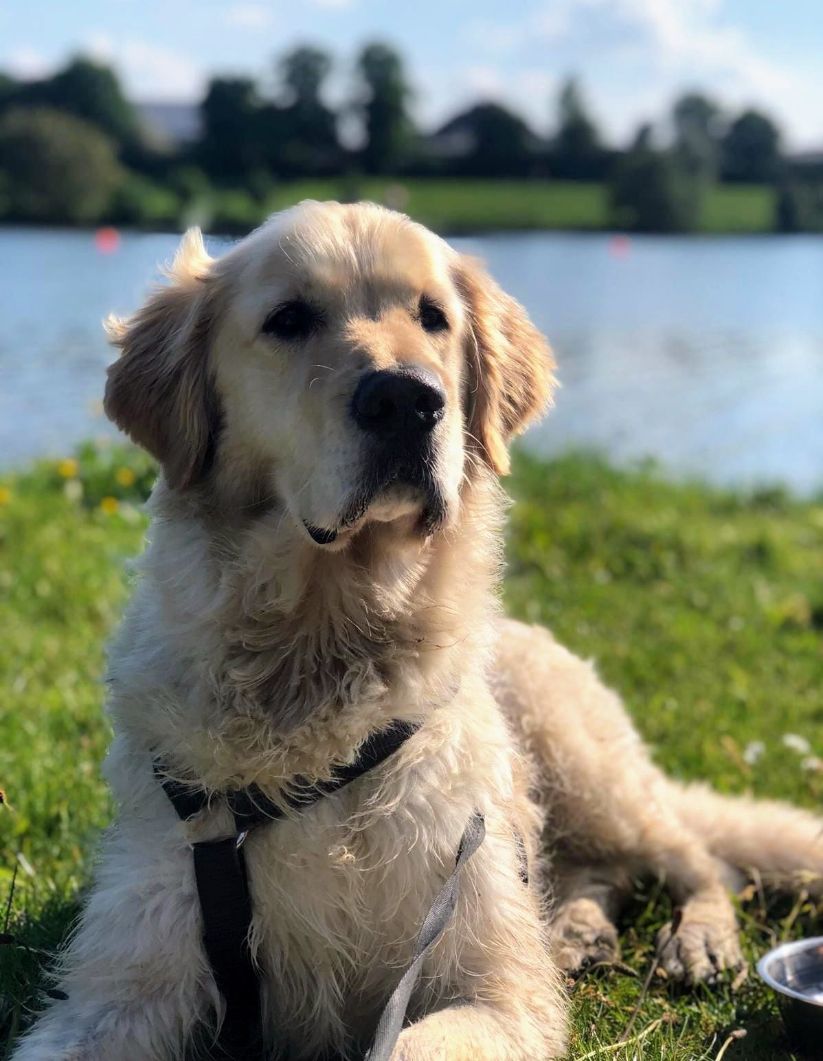 Golden-Retriever-Bremen