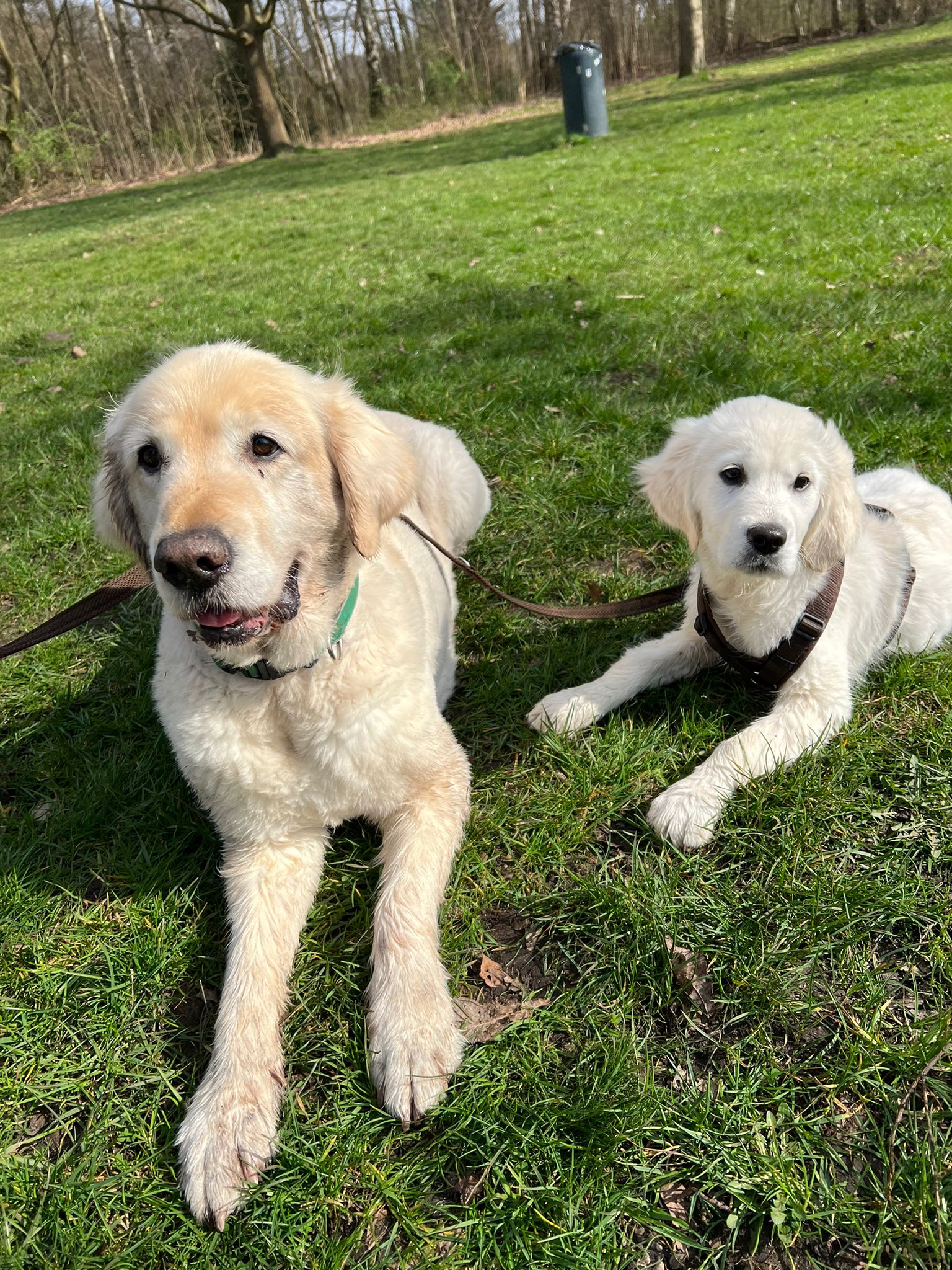 Golden-Retriever-Bremen