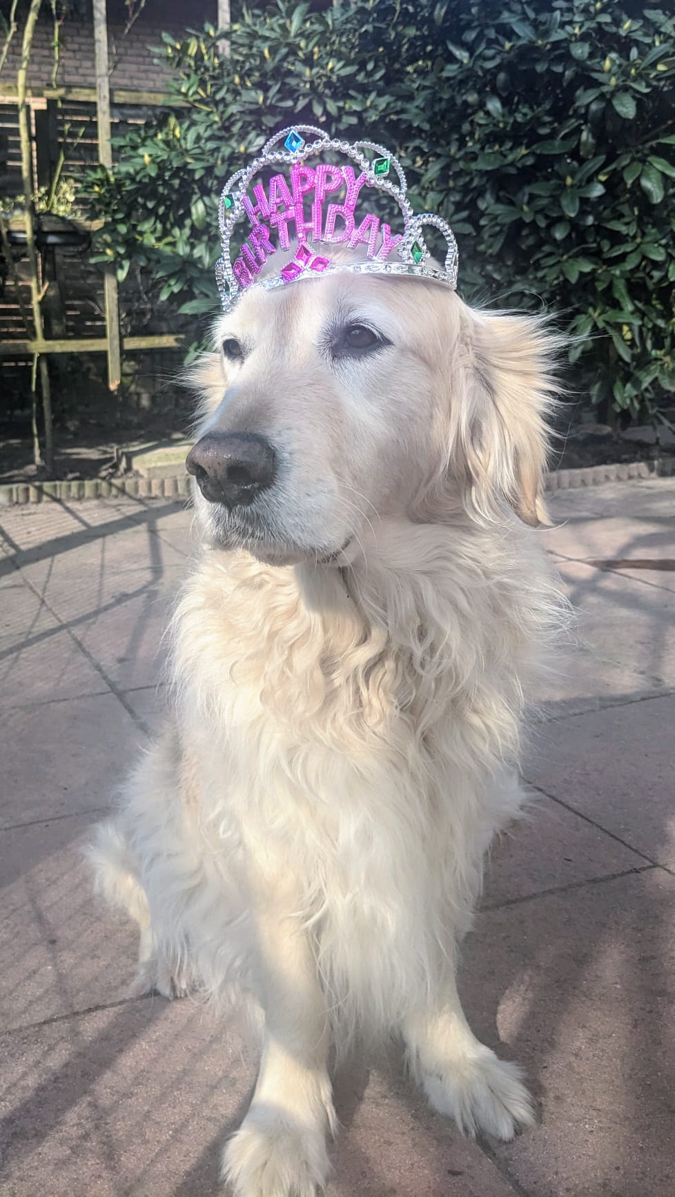 Golden-Retriever-Bremen